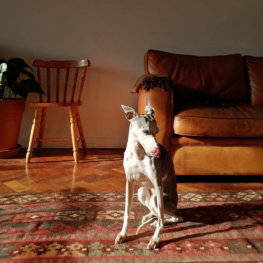 A whippet resting in a warm, sunlit living room beside a leather couch